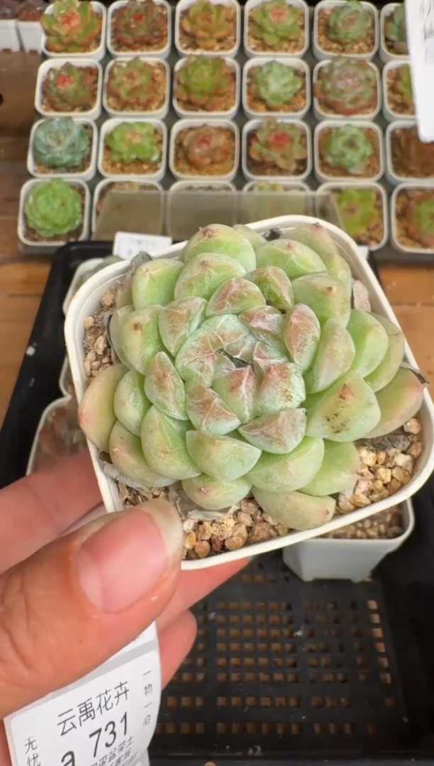 729a珍妮多肉(6.5cm杯）一物一拍 带盆土发