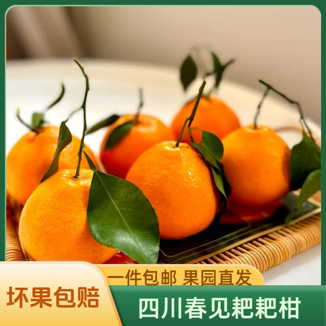 【自然树上熟】四川耙耙柑4.5-8.5斤春见粑粑柑香甜爆汁现采现摘