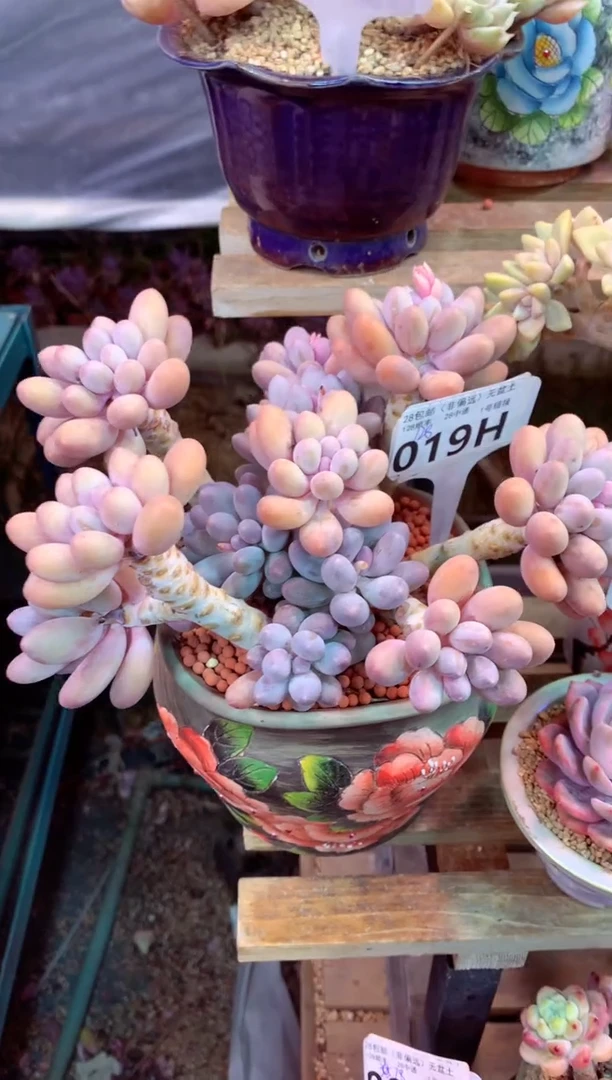 019H（一物一拍，精品多肉，w所见即所得 ）