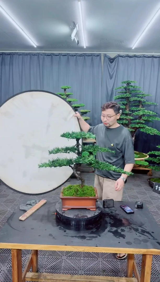 无花朵罗汉松盆景....