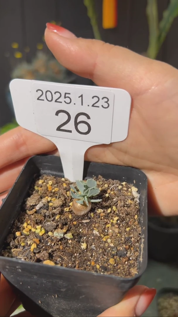 【闪购商品】格加厚敦菊宝宝1.23.26