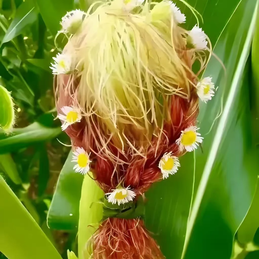 自家种植的高山农产品