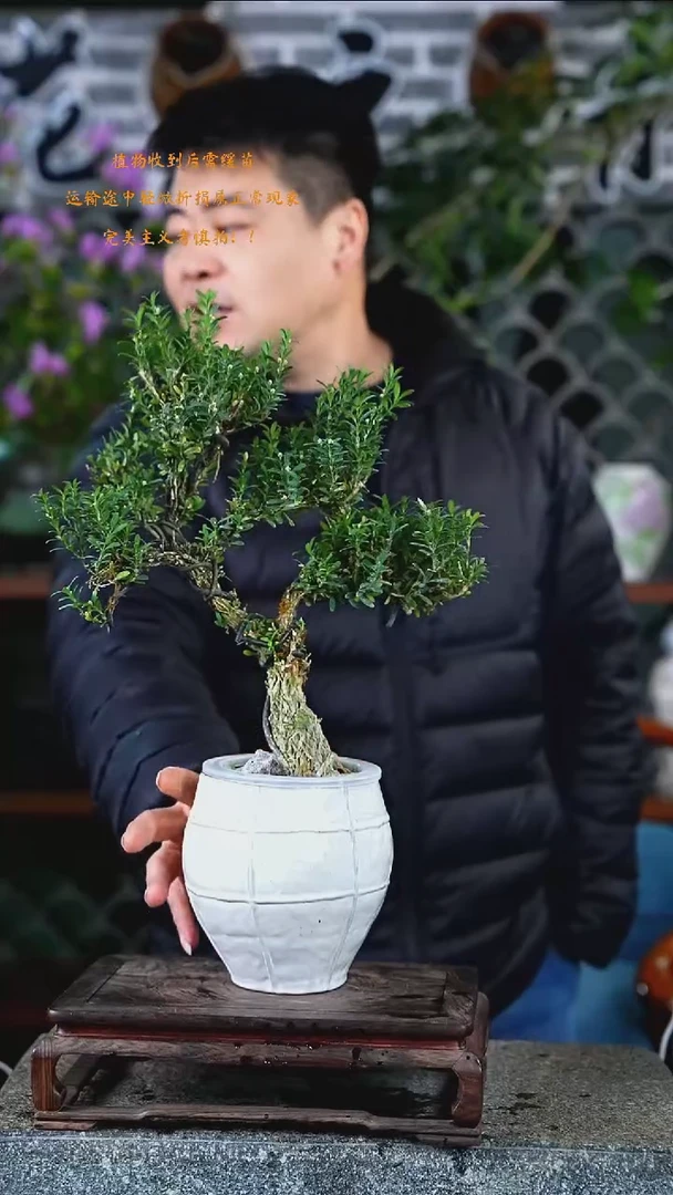 大部分开放少量花苞黄杨453+