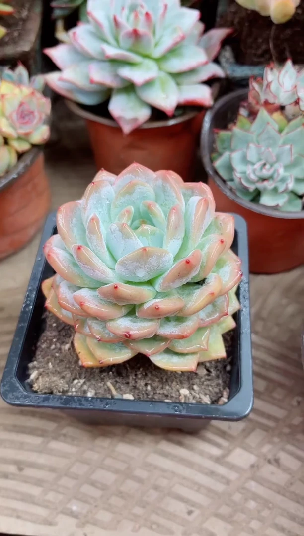 珍****➰16004多肉植物一物一拍
