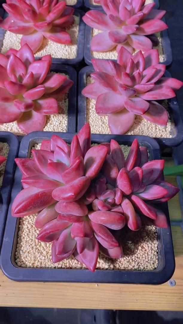 154-赫菲斯托三头大群生脱土发（量拍）
