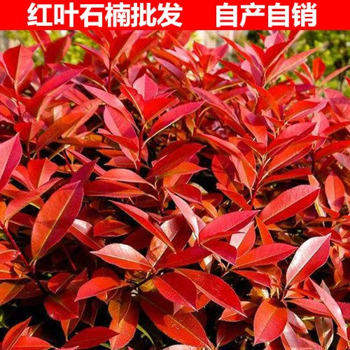 红叶石楠树苗大树四季常青庭院绿化工程绿植花卉