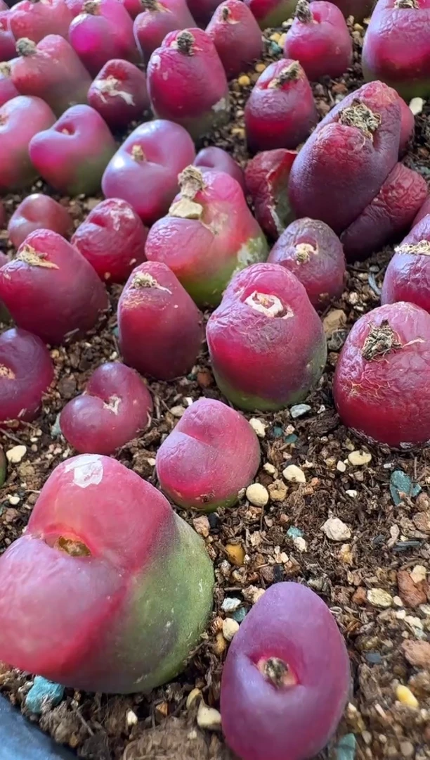 【闪购商品】1-3超毛一颗