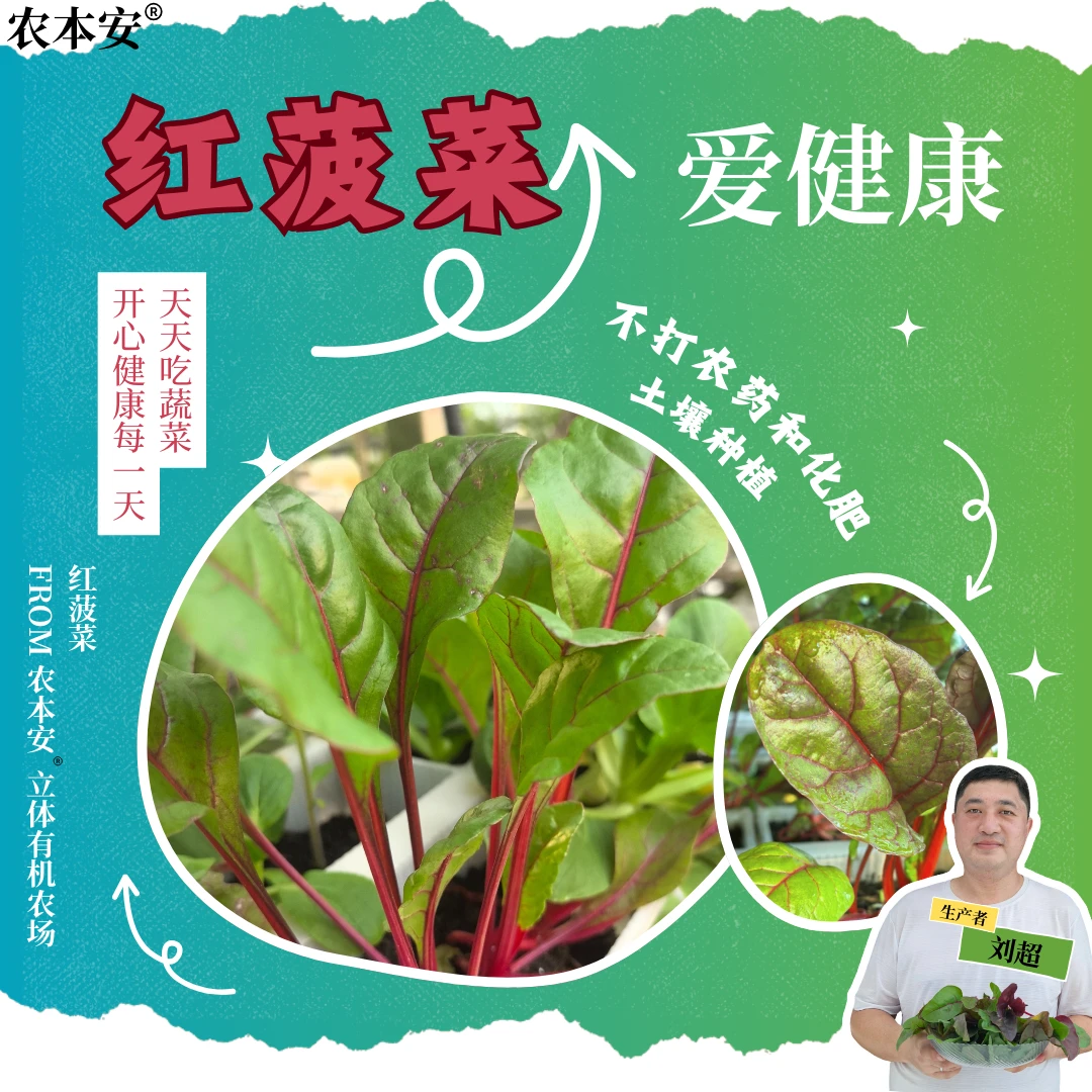 【农本安 】 新鲜红菠菜红杆甜菜叶沙拉榨汁轻食自有农场现采