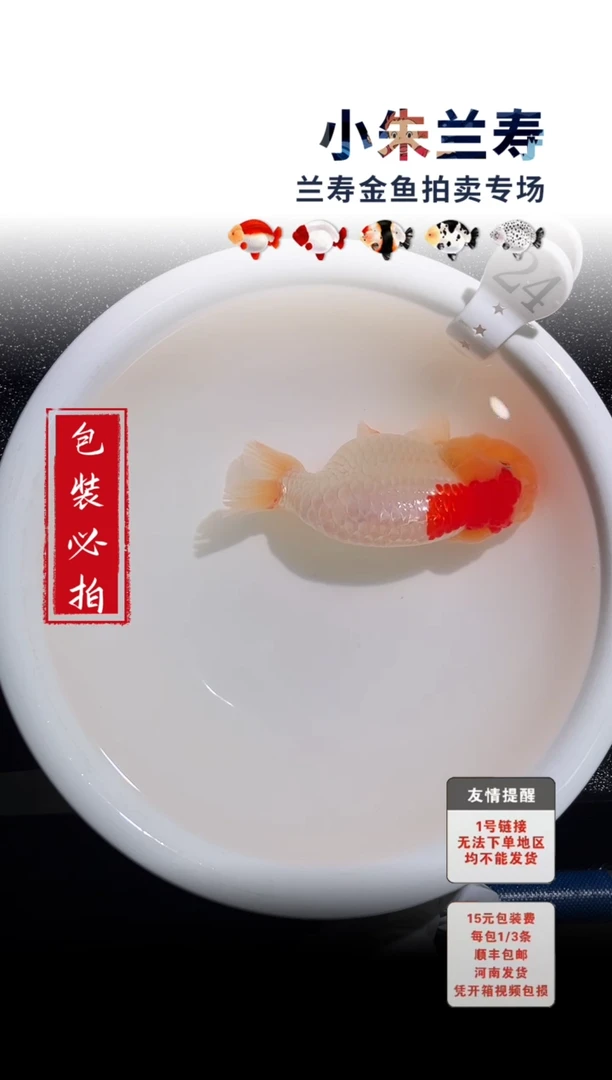 金鱼包装必拍未拍顺丰到付24号