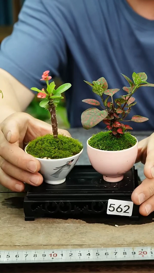 无花朵苔藓微景观562号