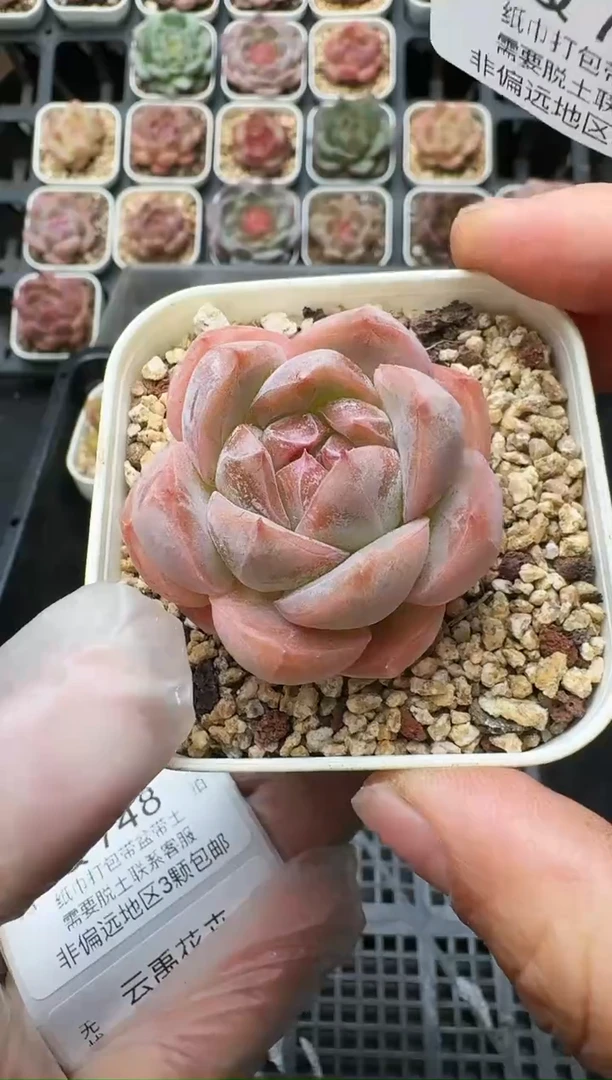 746Q (6.5cm杯）一物一拍 当场直播满3颗包邮