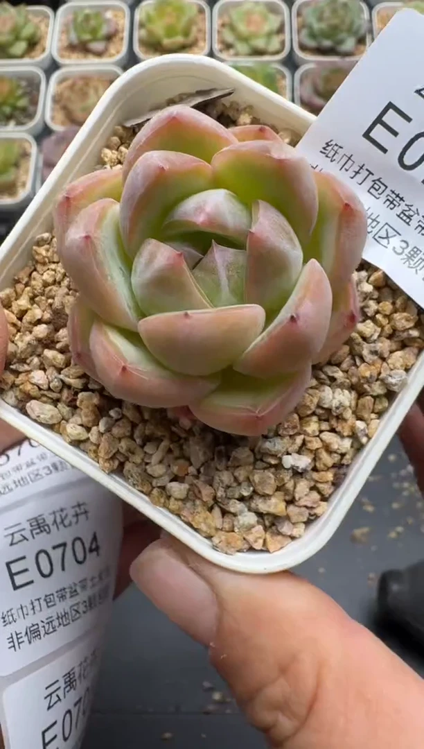 701E云禹多肉植物 带盆土纸巾打包 3颗包邮