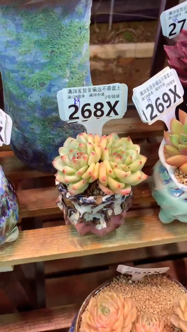 268X（一物一拍实付满28发货，默认不带盆土）