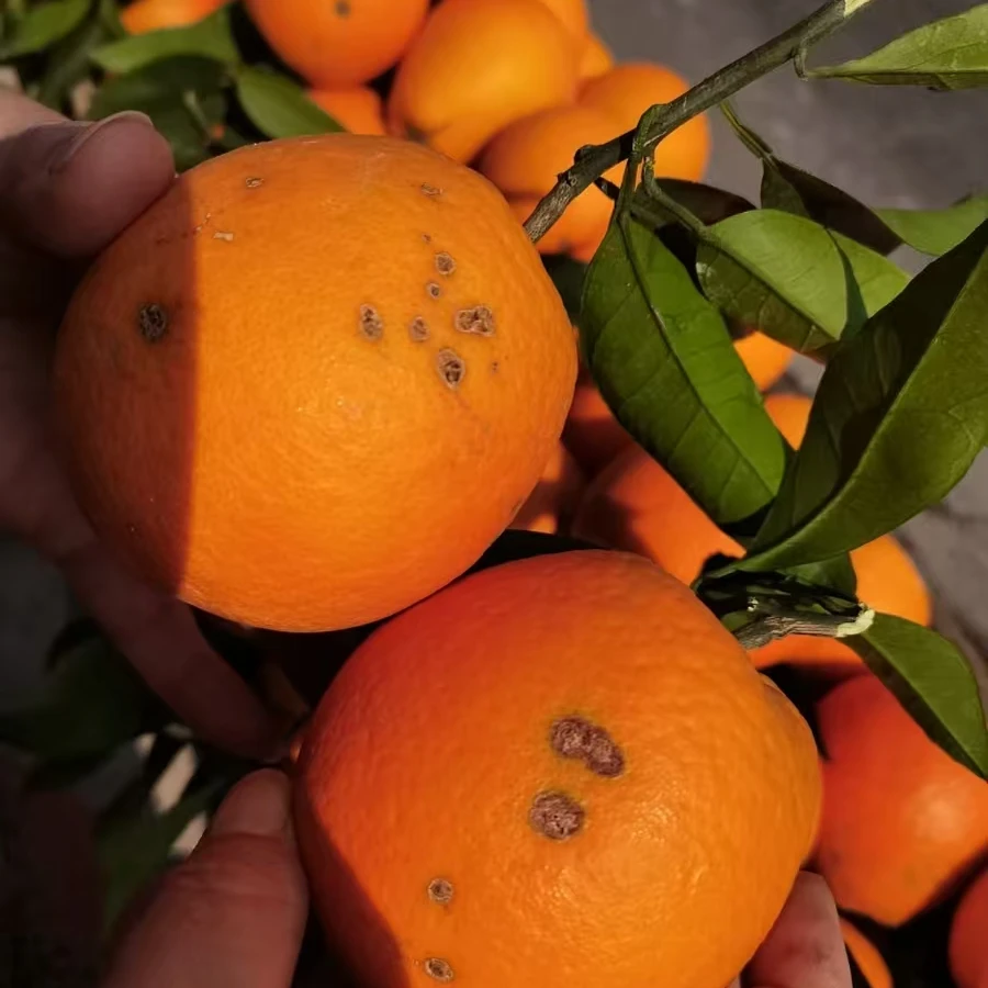 正宗四川雷波脐橙特价处理疤痕果