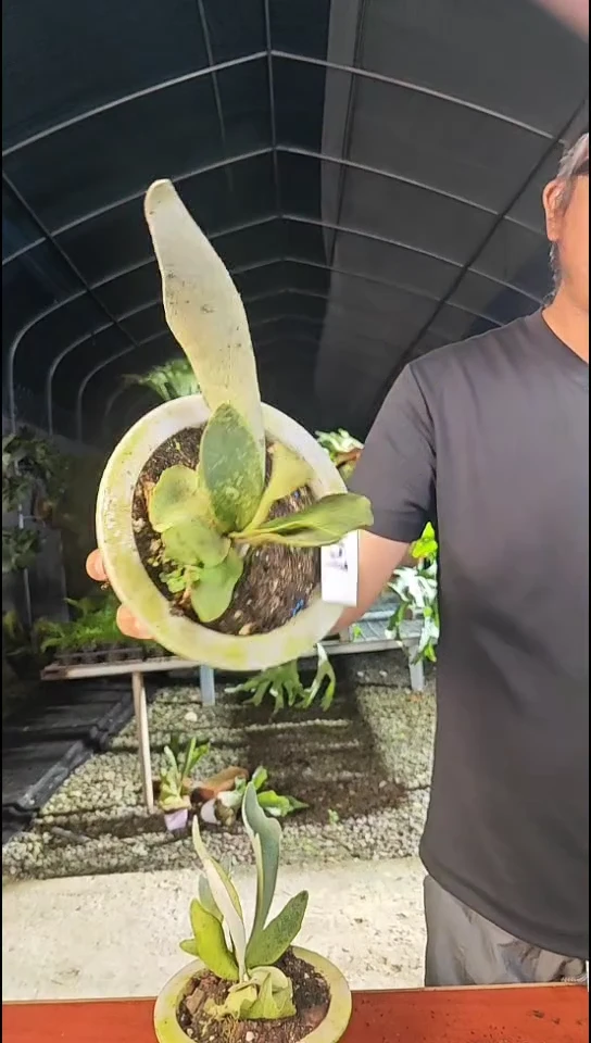 鹿角蕨   127  银鹿