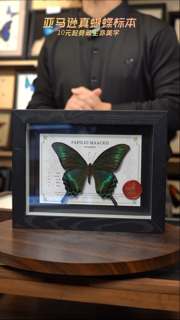 绿带翠凤蝶夏型8寸黑框国风版