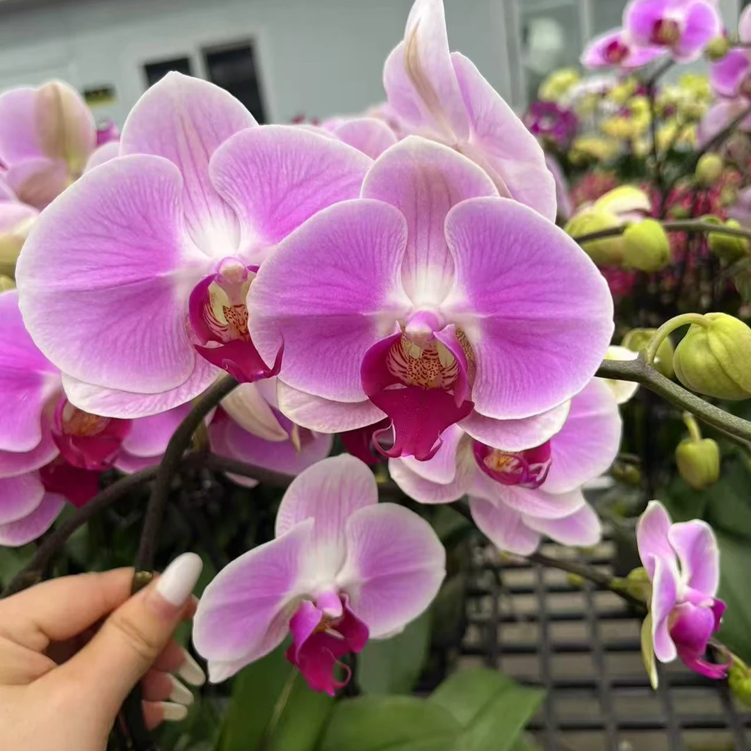 A10【仙桃】精品蝴蝶兰室内盆栽