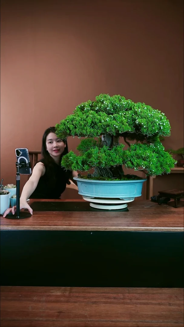无花朵台湾附石真柏盆景