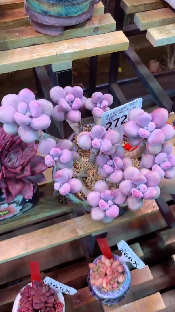 272X（一物一拍实付满28发货，默认不带盆土）