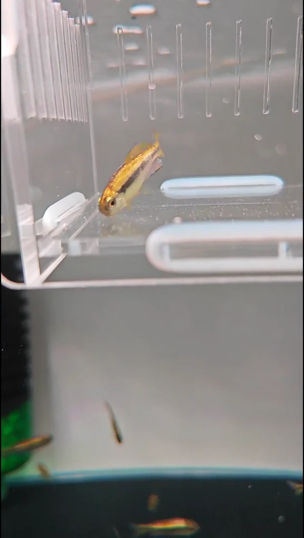 灯科鱼?**?yu白金柠檬蓝帝