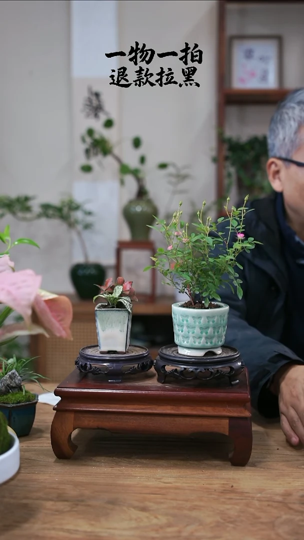 完全开放云***坊月季+网纹草051