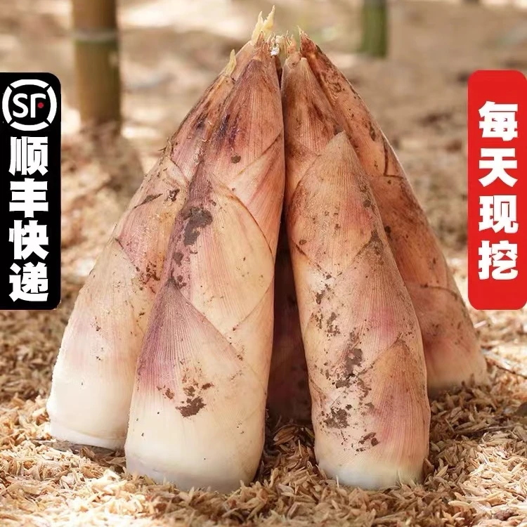 山礼农初正宗杭州临安天目山笋 新鲜现挖现发    5斤
