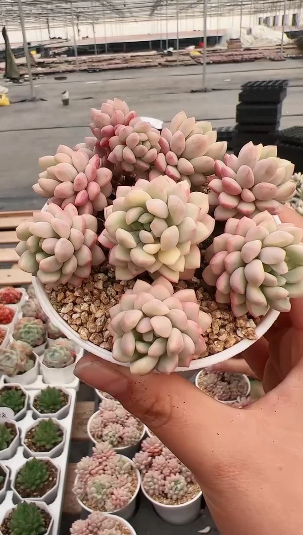 【闪购商品】A10萌豆锦群生一颗