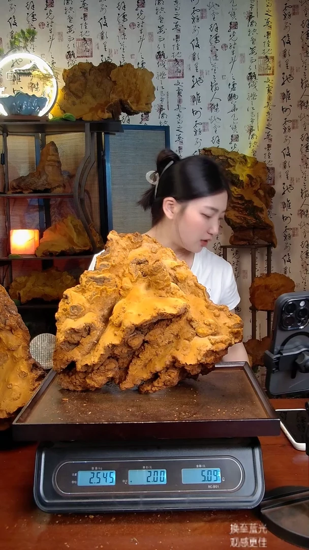 松针层孔菌中国大陆【藏区】松树桑黄（5.09斤）70-80年份