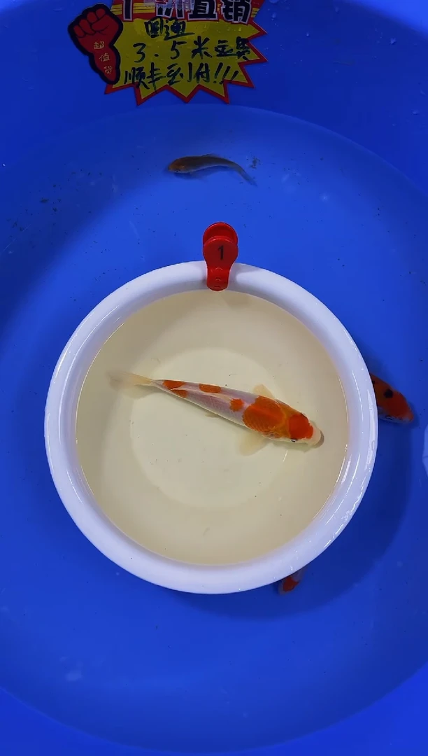 锦鲤活体二号链接