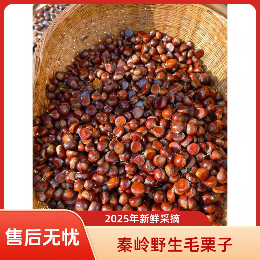 【深山毛栗】25年陕西秦岭深山毛栗新鲜野栗板栗当季包邮3斤5斤甜糯