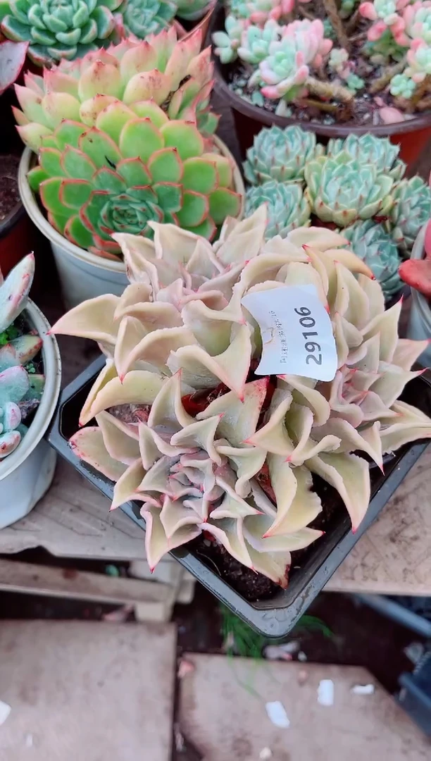 放*娃29106多肉植物一物一拍