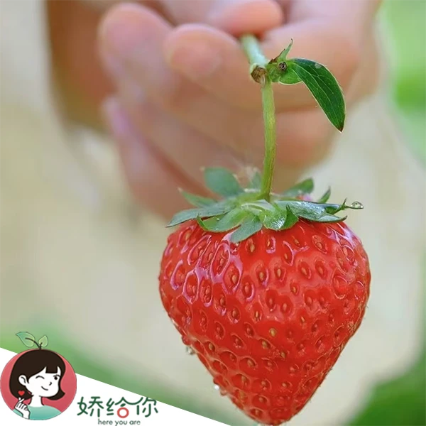 【顺丰包邮】AirBery草莓新鲜采摘现拍现发250g/盒  2盒装