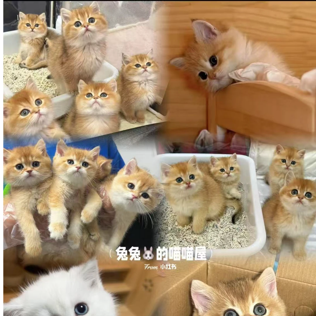 兔兔猫舍可爱猫咪健康活体