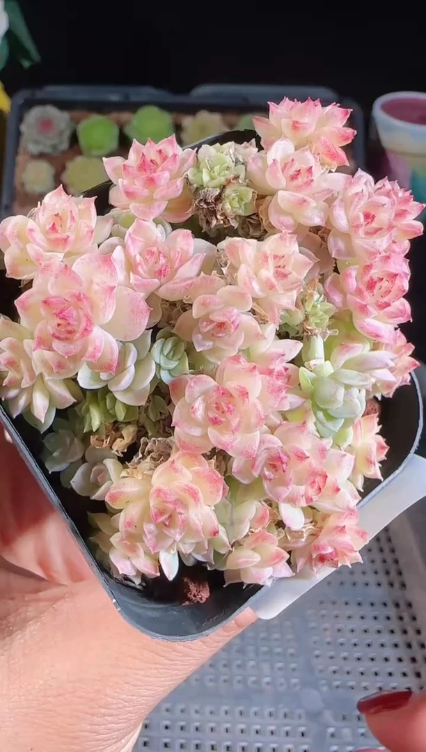 1110-155群生不包整