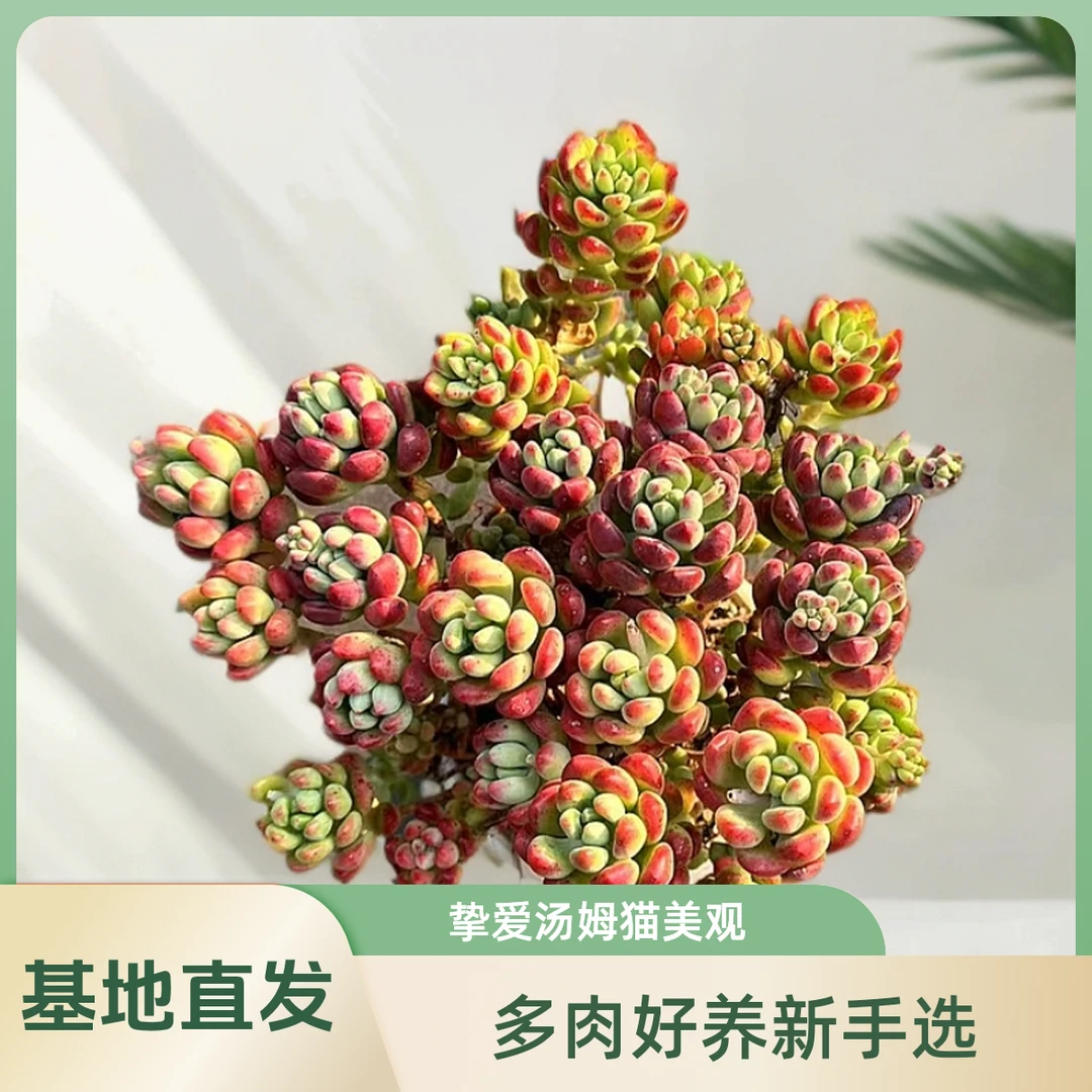 挚爱 汤姆猫 多肉植物  庭院美观净化空气好养 新手推荐