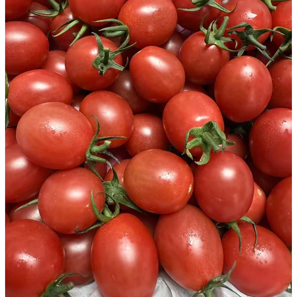 广东千禧小番茄 {2斤小盒装 }广东省