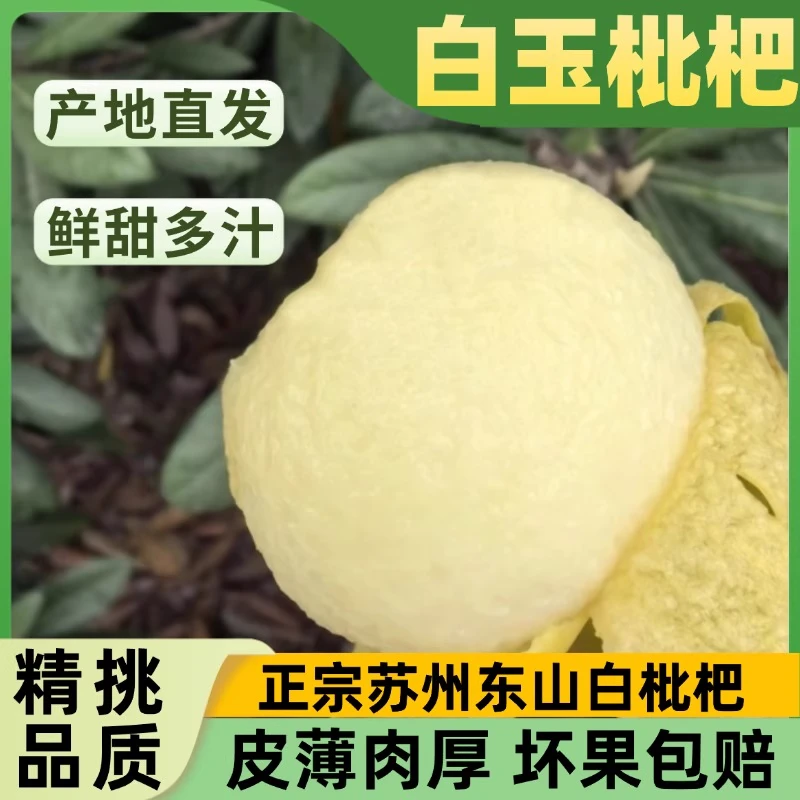 【80颗中小果】2025年苏州正宗东山白玉枇杷礼盒装单果克重8-15g新鲜