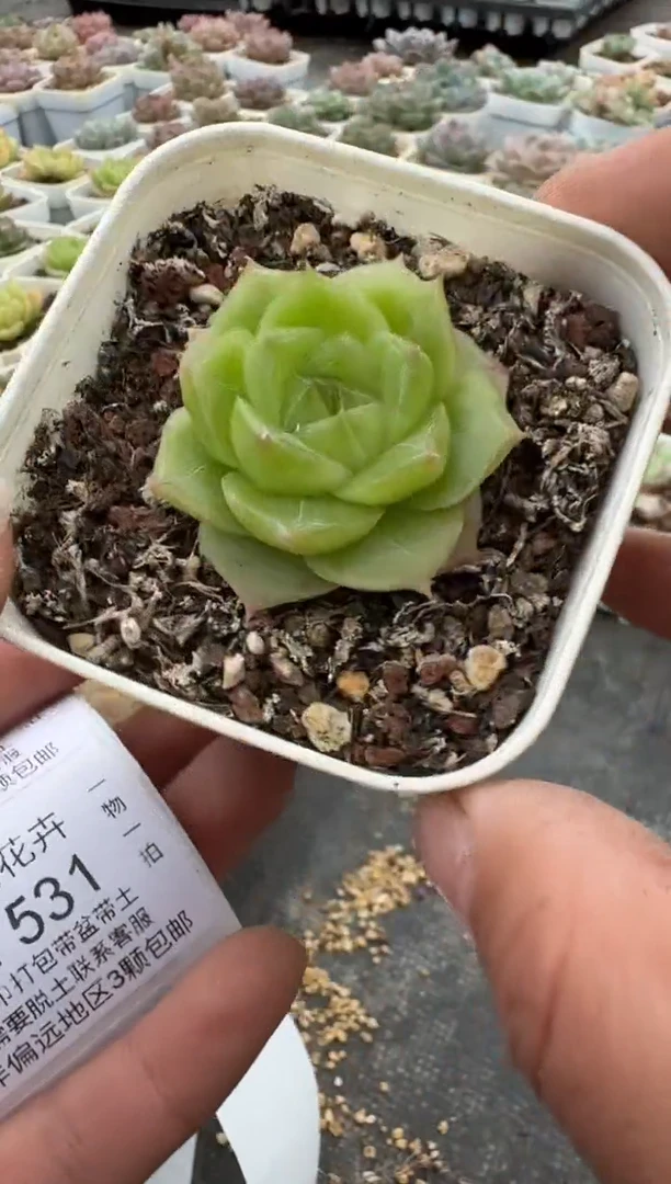 529N带盆土发(6.5cm杯） 当场拍3颗以上包柚 多肉植物 一物一拍