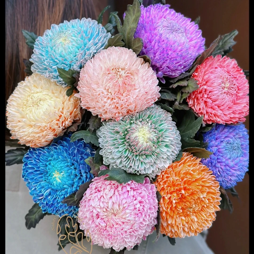 鲜花【混色牡丹菊】同地址两单顺丰/德邦空运+送10包保鲜剂