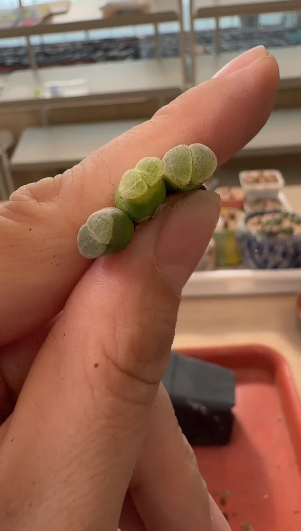 13-447多肉植物肉锥