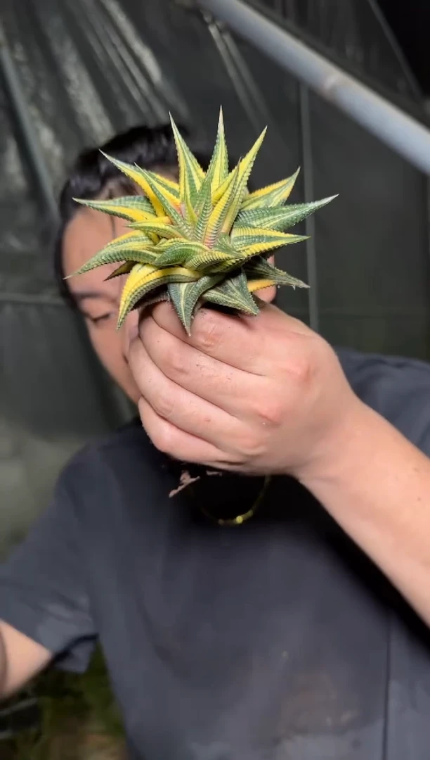 琉璃殿锦 7-10cm 带根 不带花苞