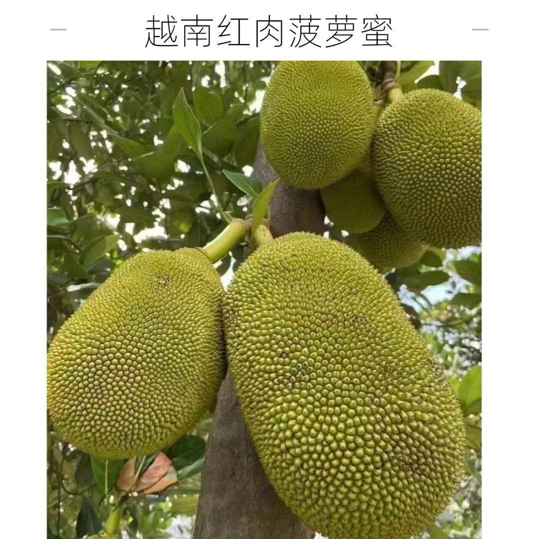 越南红肉菠萝蜜一个（18-20斤左右）【非印尼红肉菠萝蜜，介意的勿拍】越南