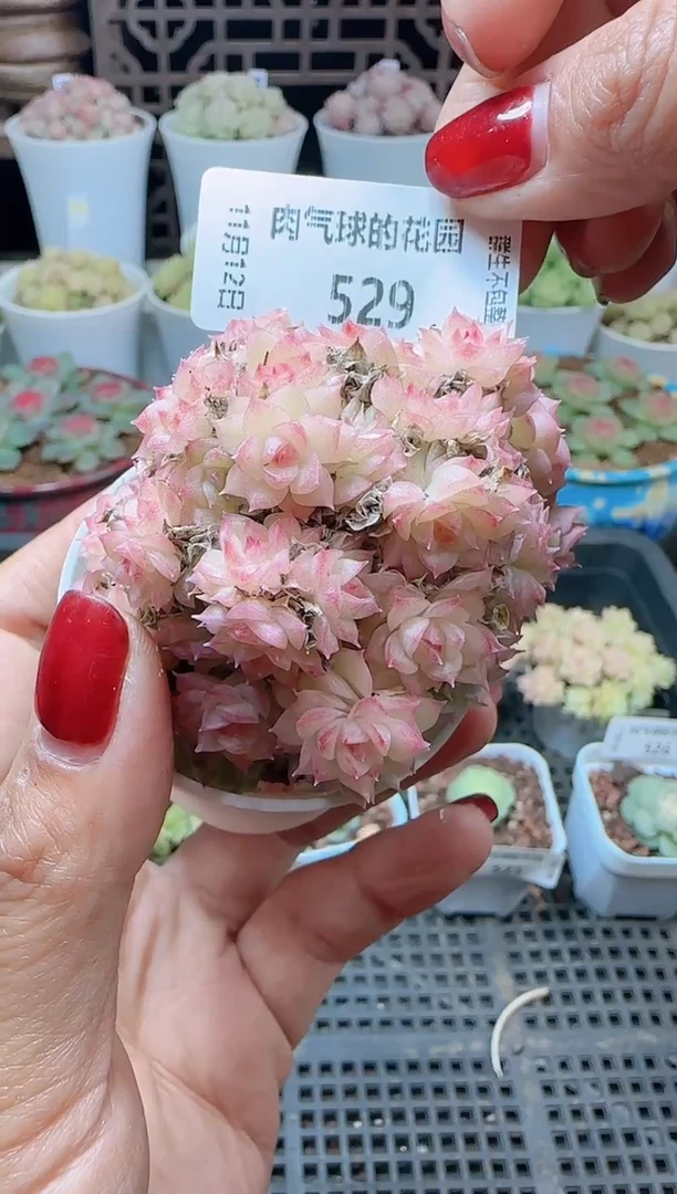 1112-529（群生不包整）