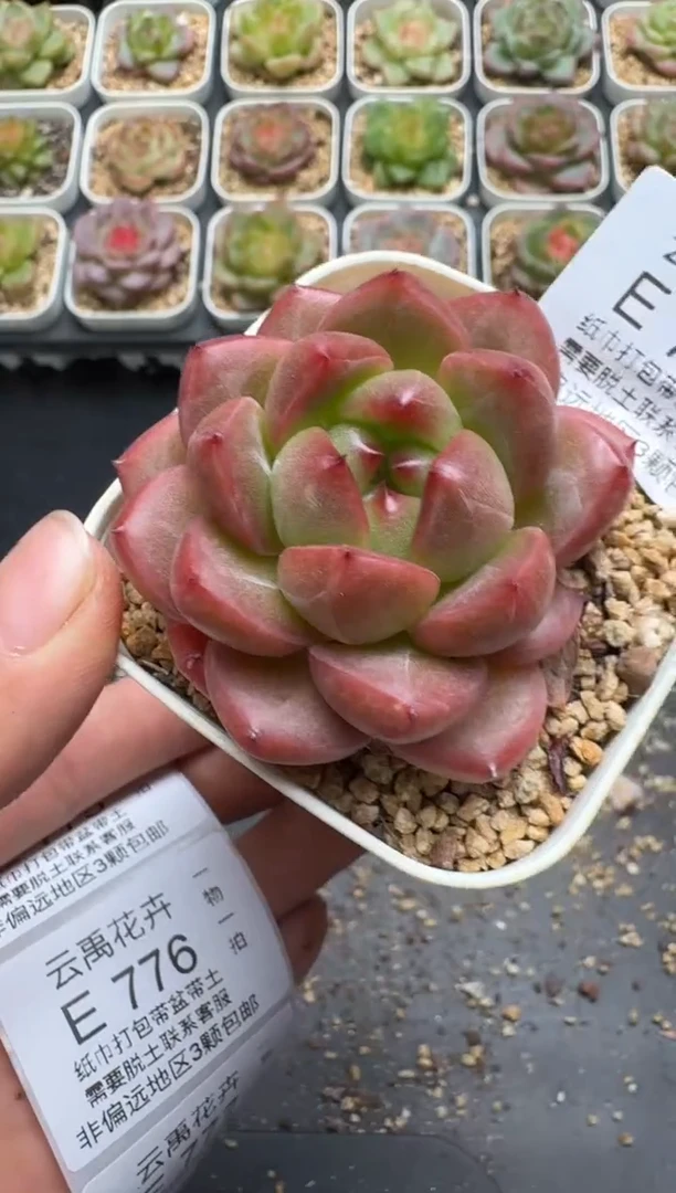 774E云禹多肉植物 带盆土纸巾打包 3颗包邮