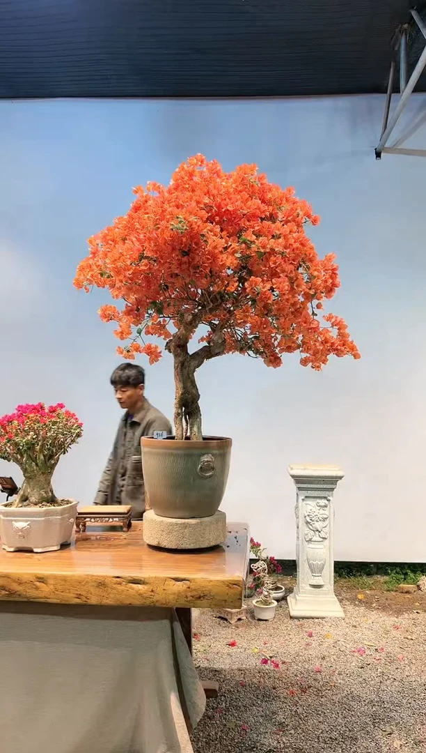 【闪购商品】AA936