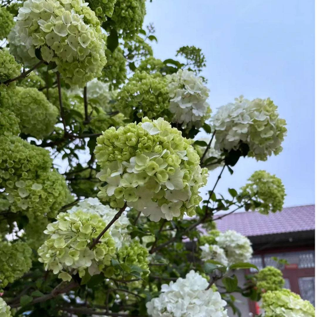 中华木绣球正宗绣球树花树斗球盆栽地载花卉庭院阳台花卉