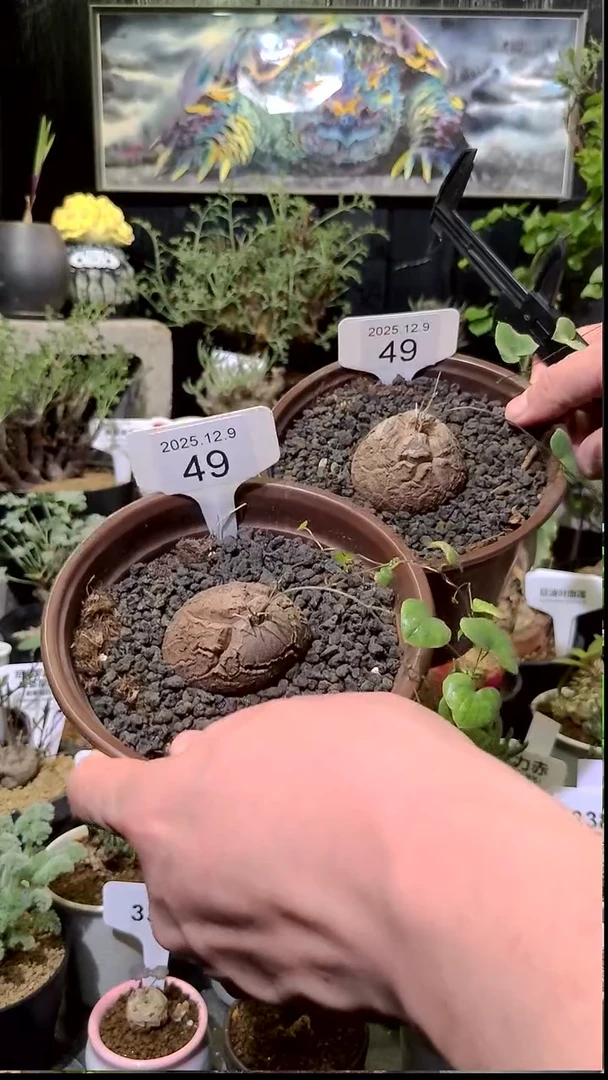 49号1209福利南非龟甲龙买一送一