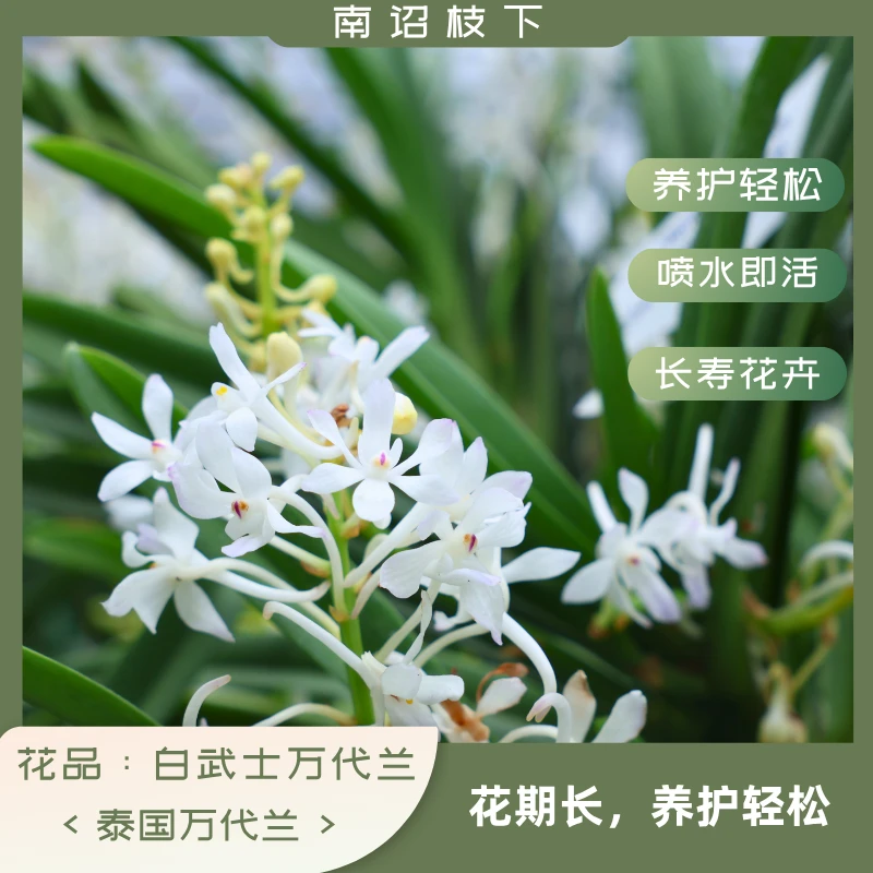 【南诏一级】泰国   白武士 万代兰，清新素雅，爆花量大