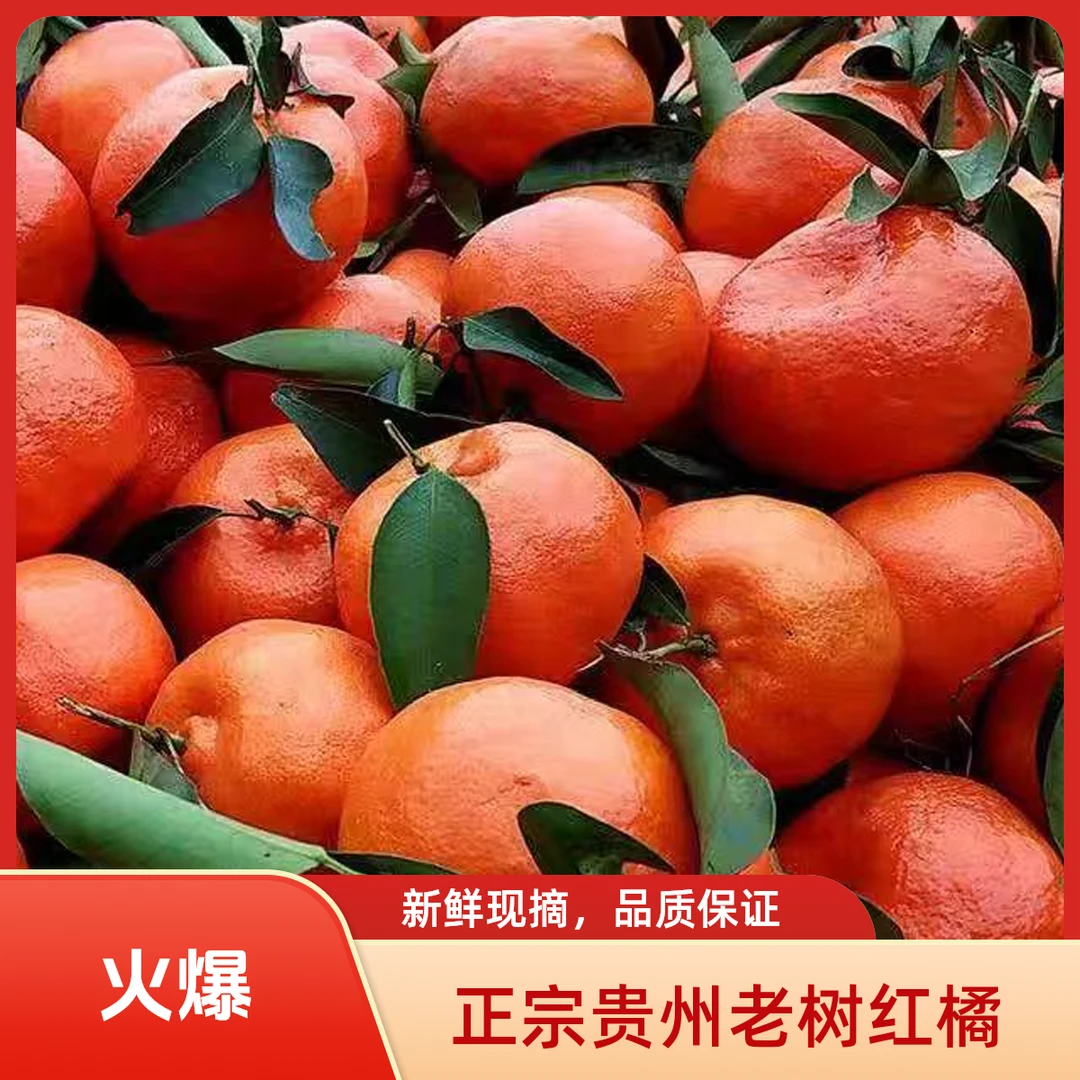 正宗贵州高山老树红橘余庆红金橘现摘现发孕妇水果产地直发