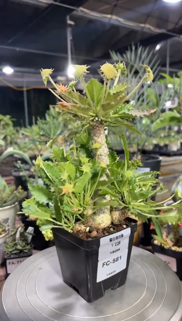 霍伍德琉桑FC-581